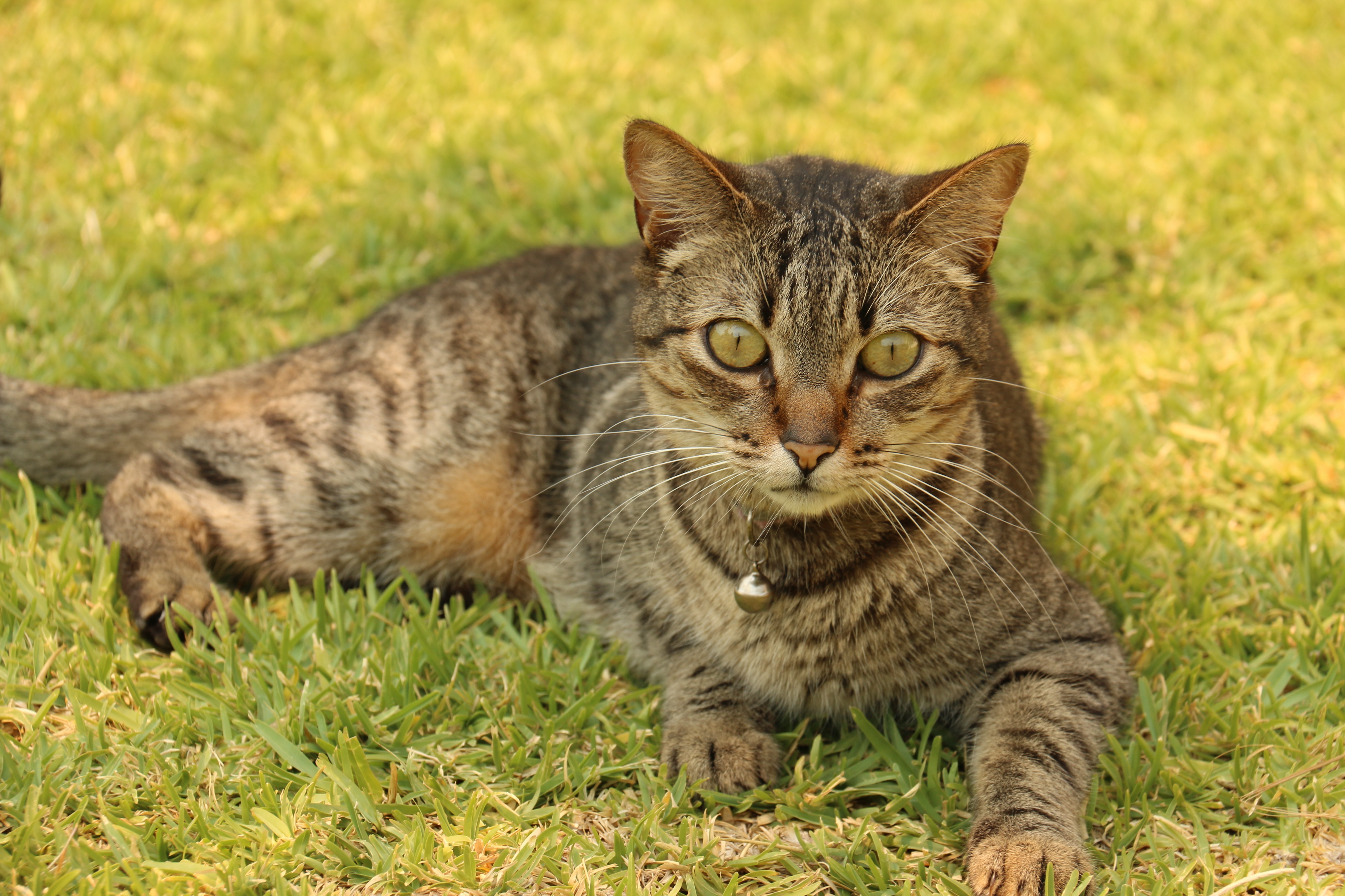 Tabby cat resting on grass