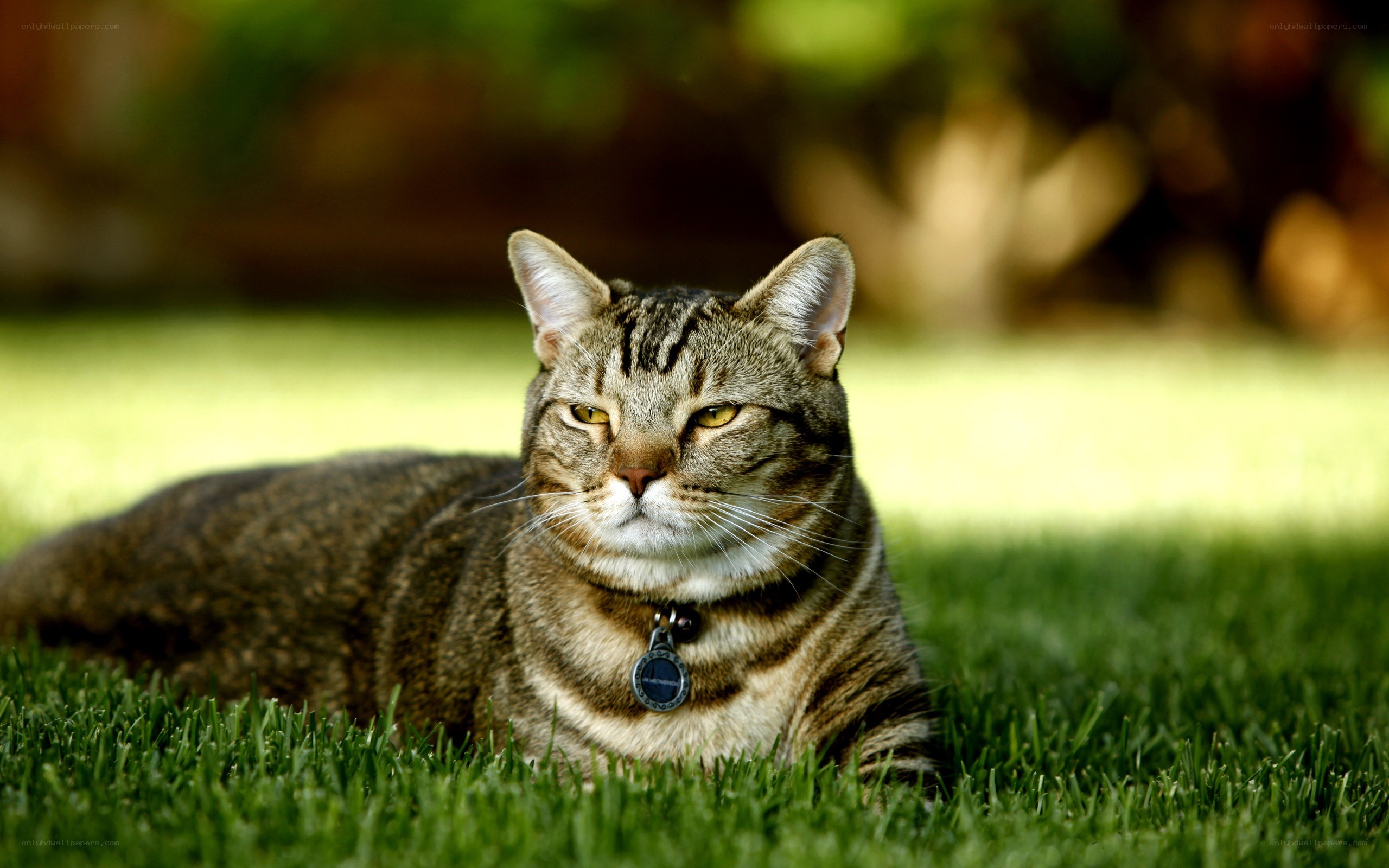 Tabby cat resting on grass