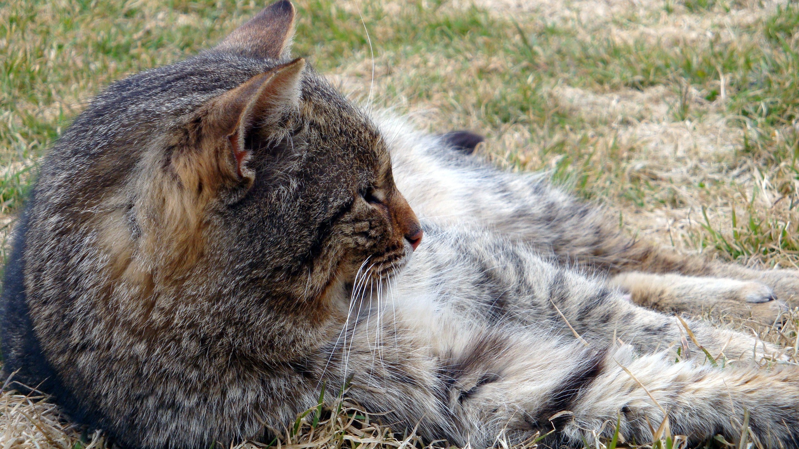 tabby cat resting on grass