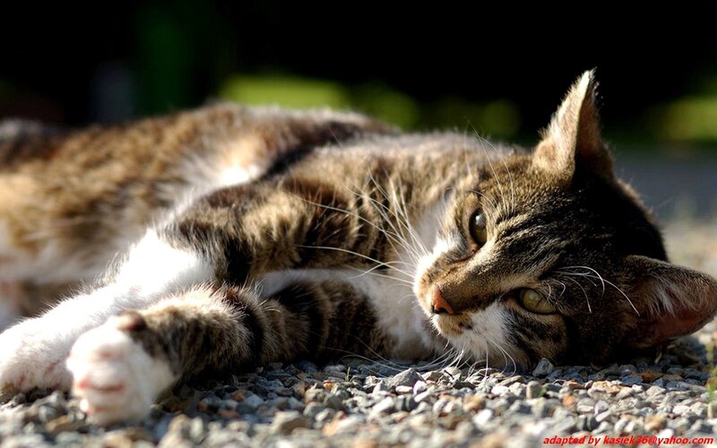 tabby cat resting on gravel