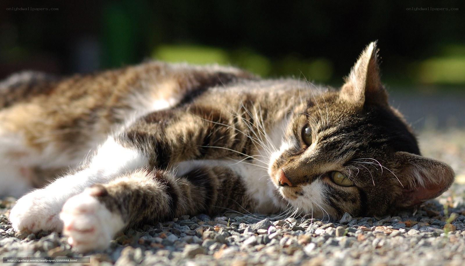 tabby cat resting on gravel