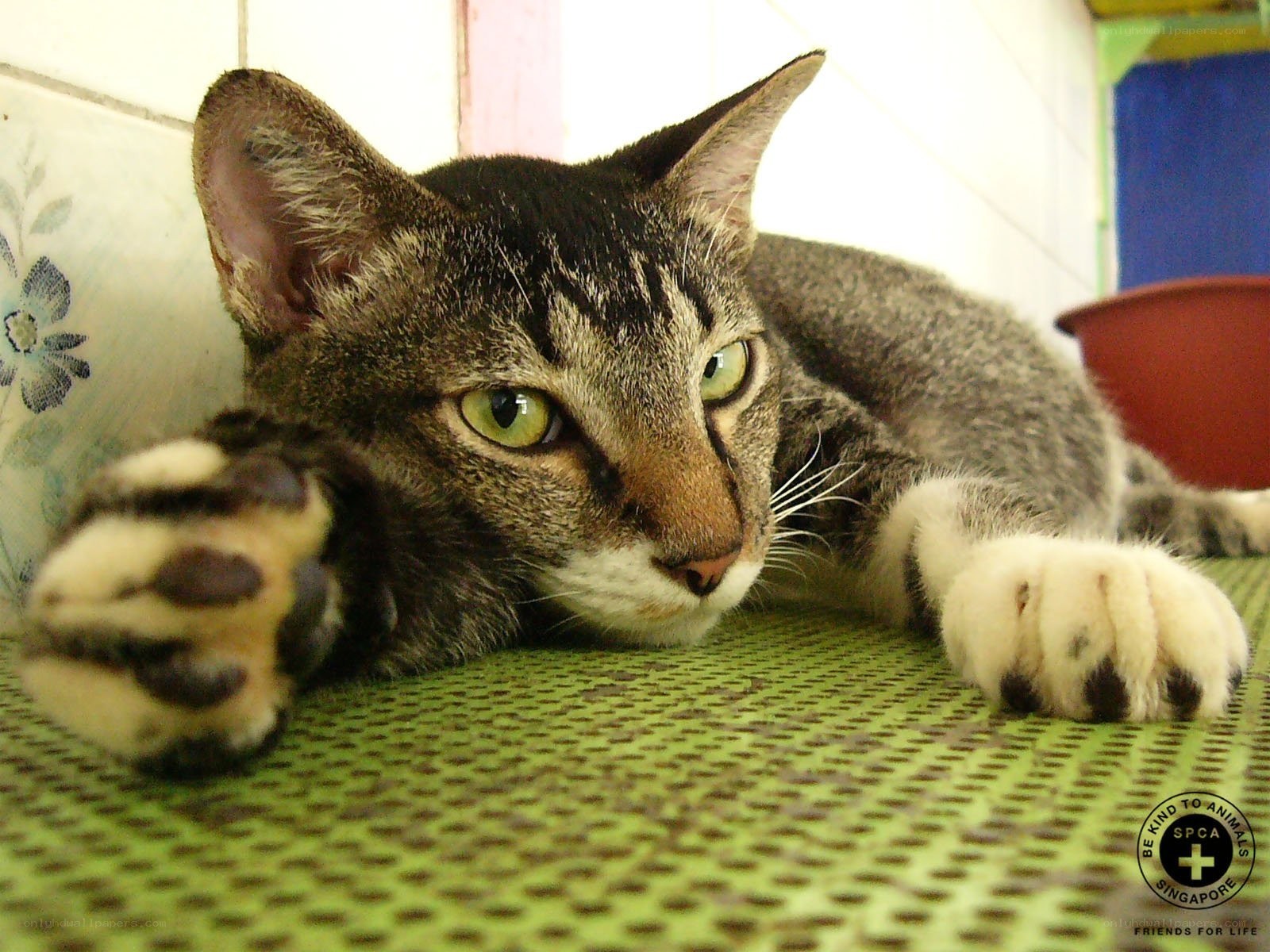 tabby cat resting on green mat