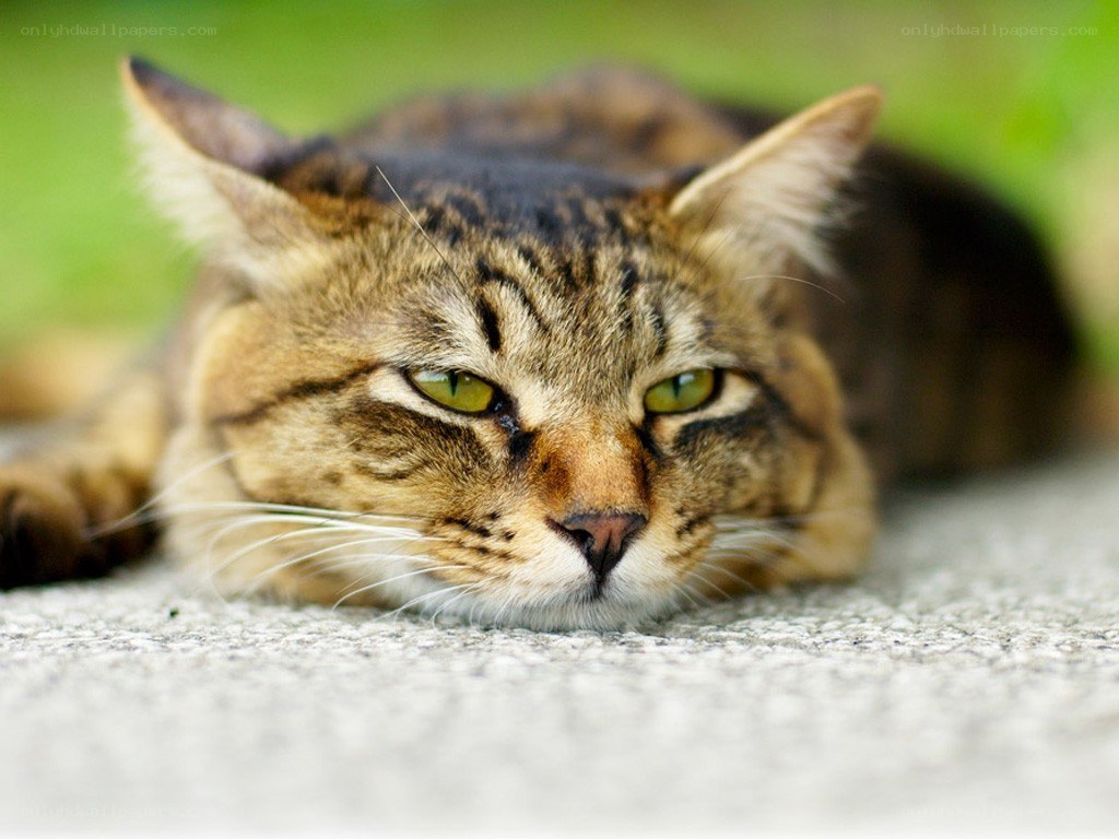 tabby cat resting on ground