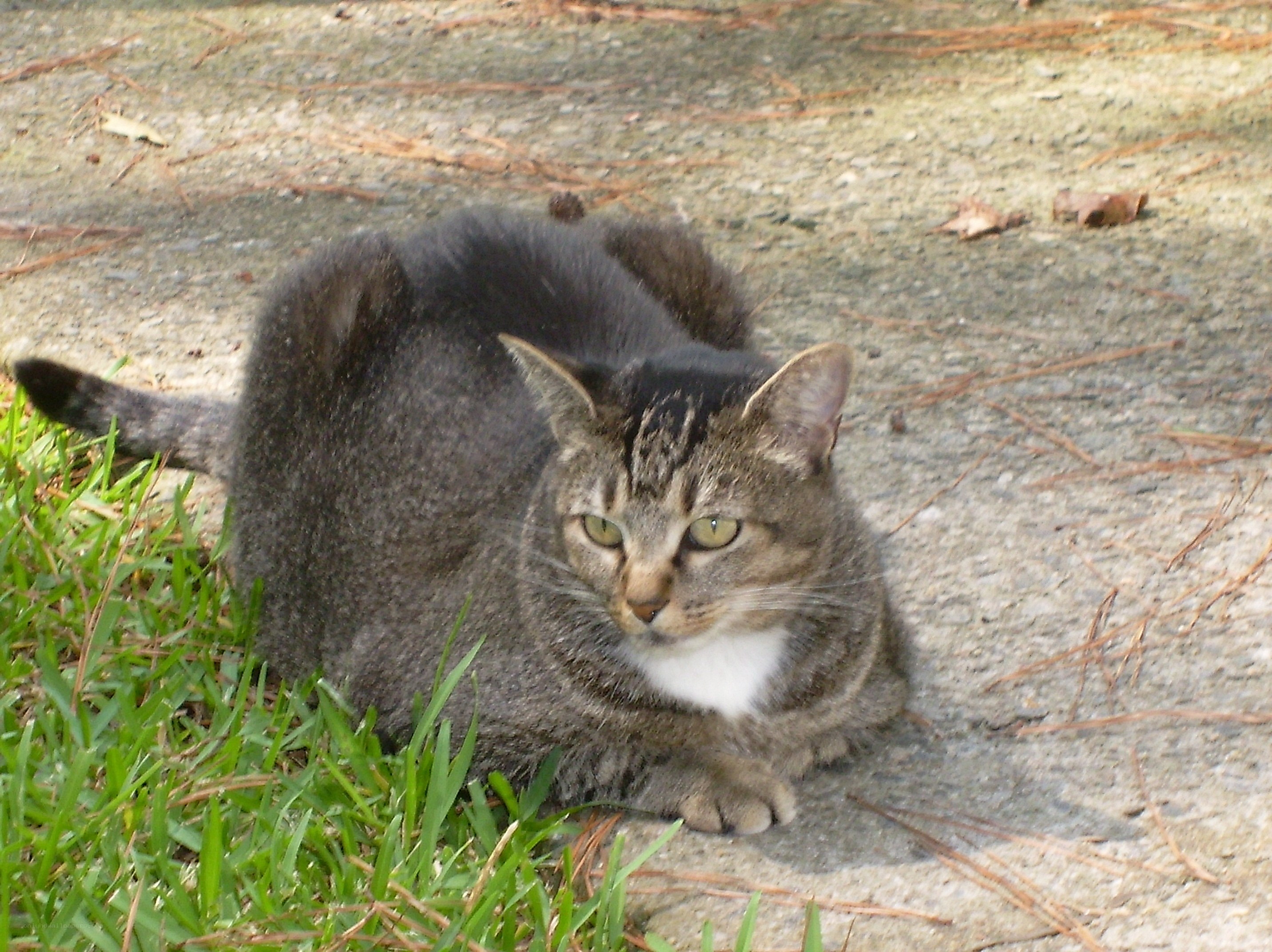 tabby cat resting on ground