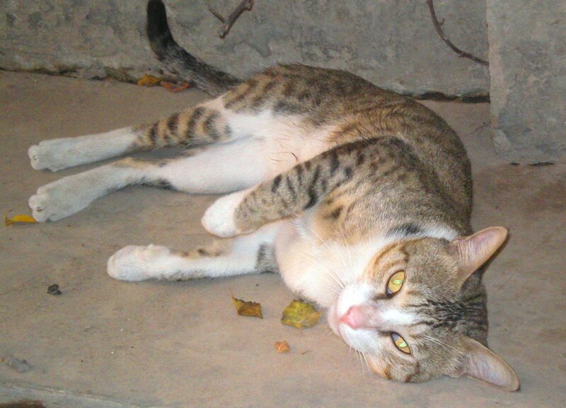 tabby cat resting on ground