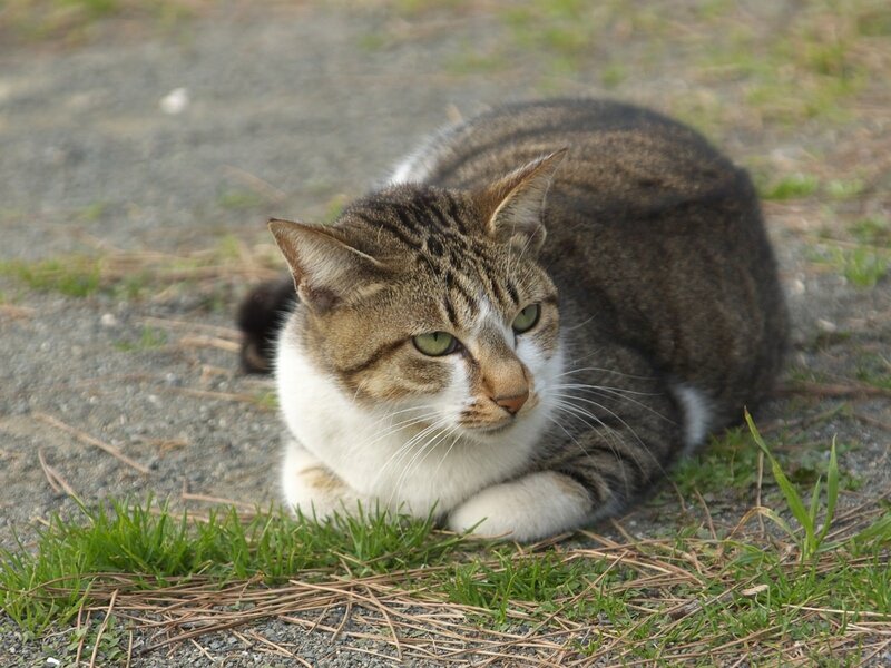 tabby cat resting on ground