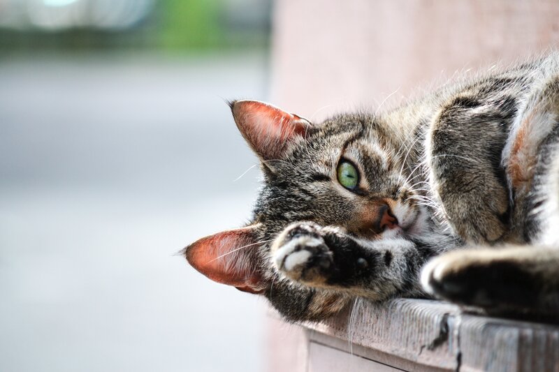 Tabby cat resting on ledge