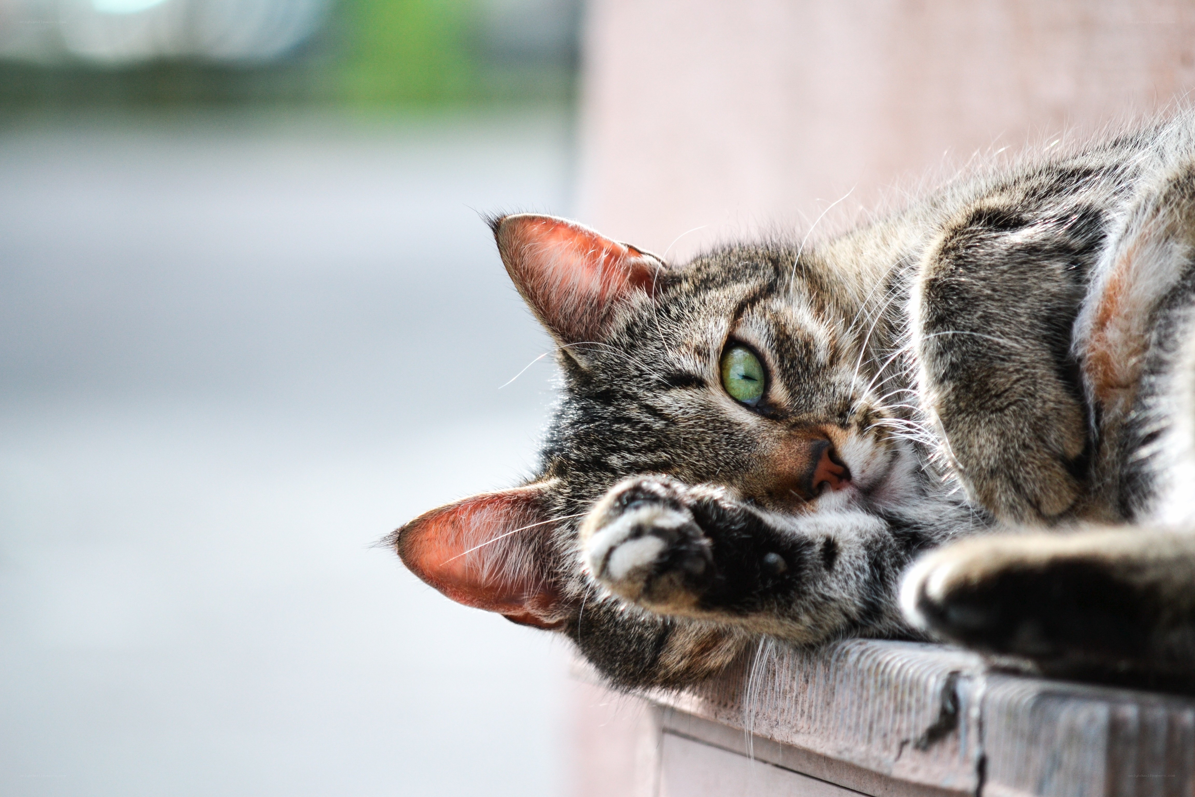 Tabby cat resting on ledge