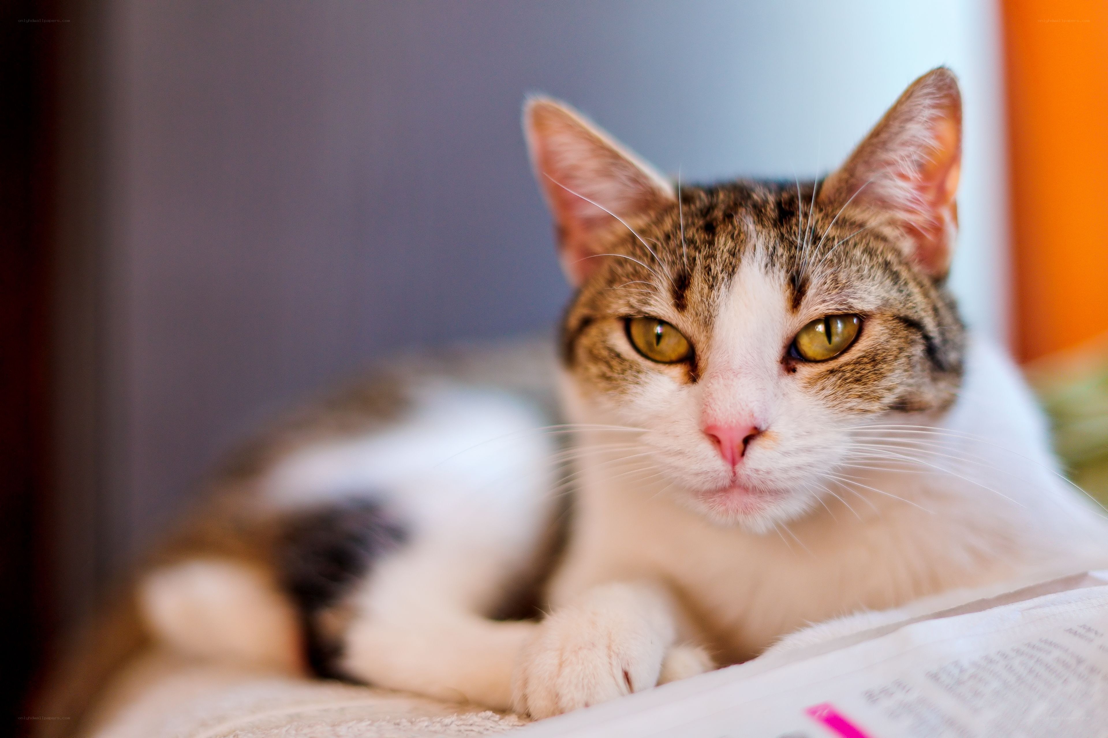 tabby cat resting on newspaper