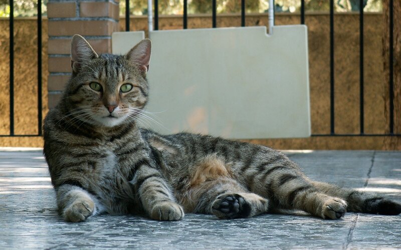 tabby cat resting on patio