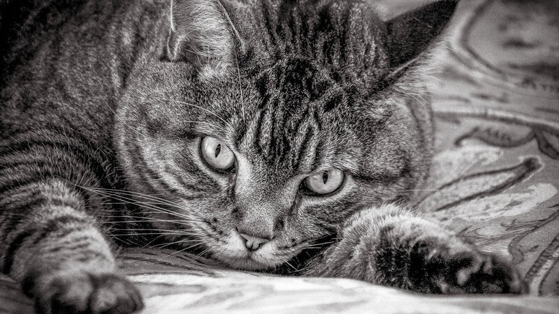 tabby cat resting on patterned surface