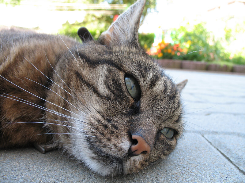 tabby cat resting on pavement