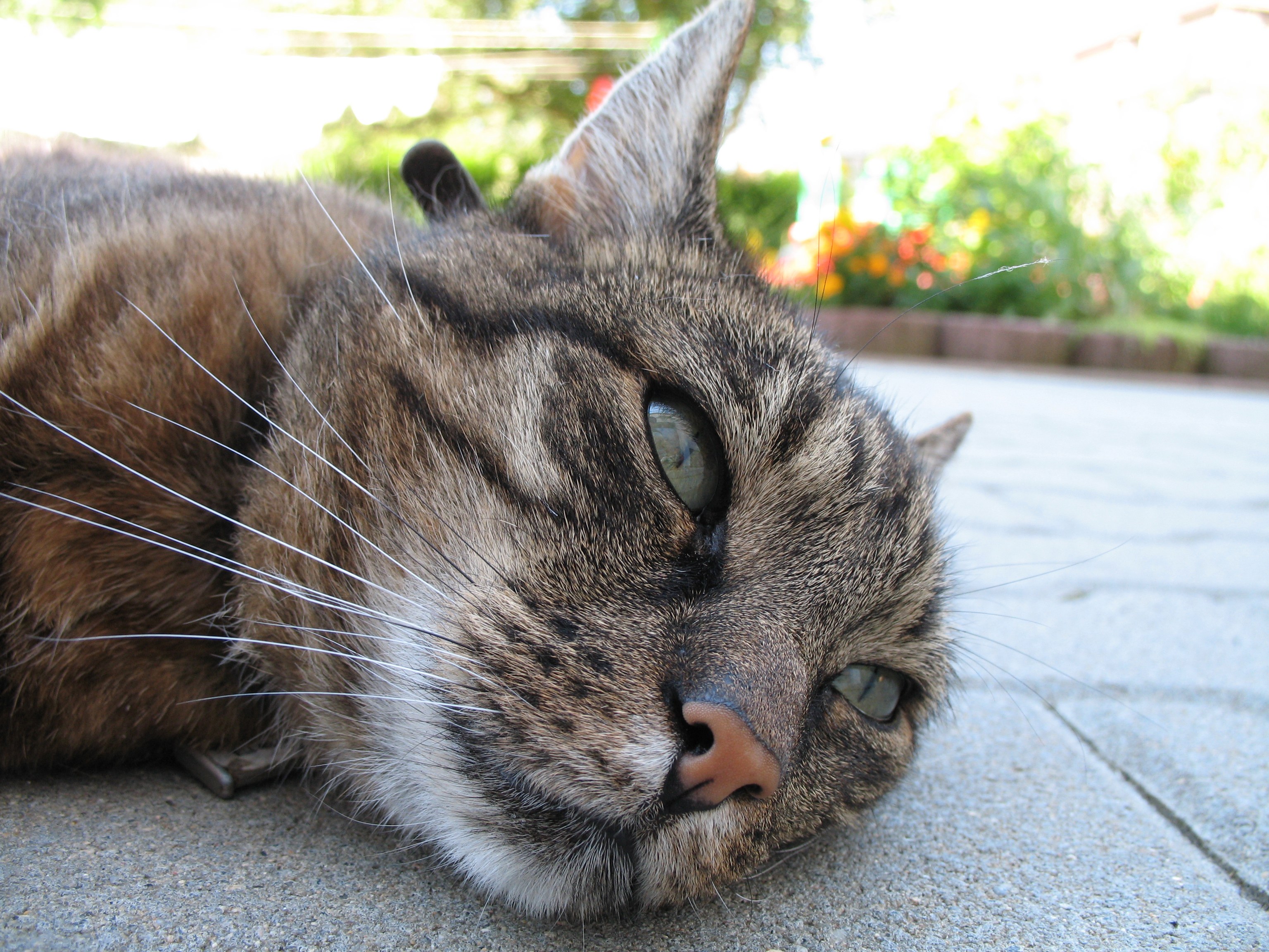 tabby cat resting on pavement