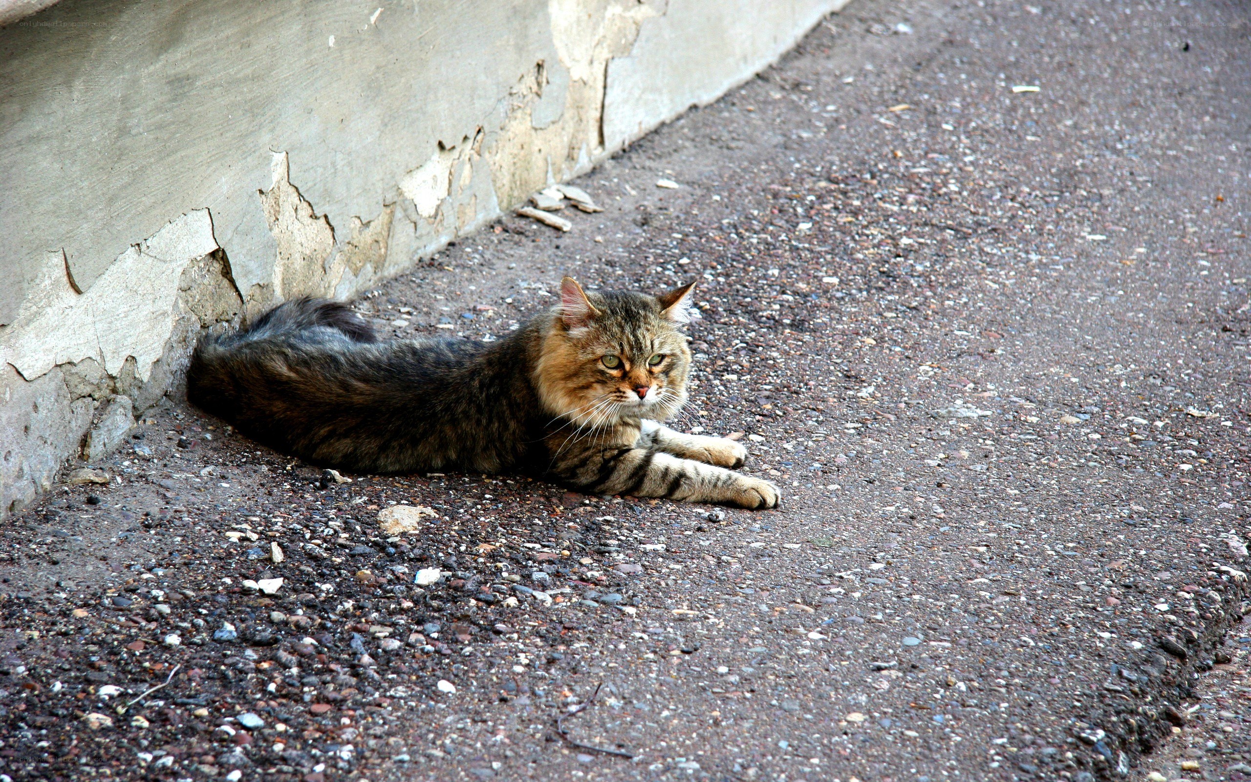 Tabby cat resting on pavement