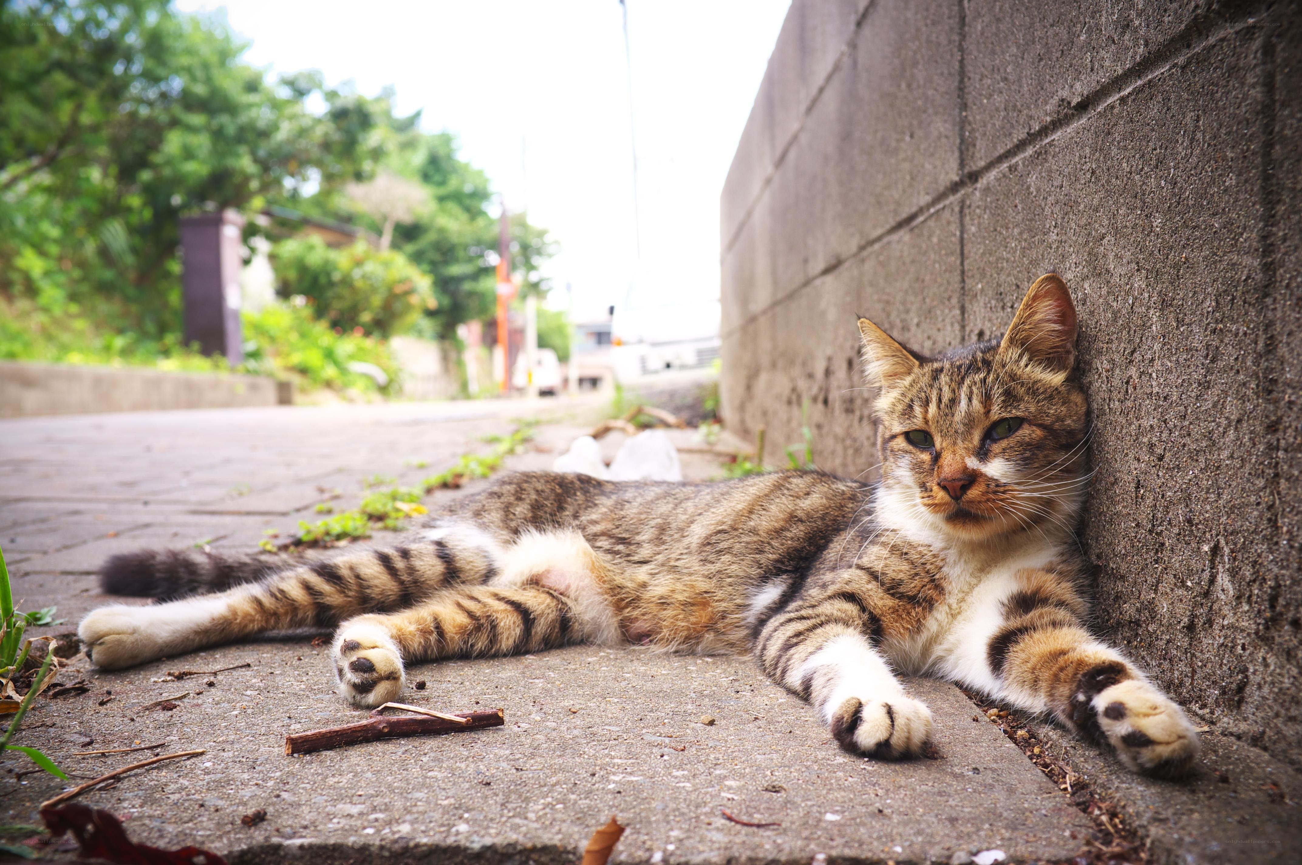 Tabby cat resting on pavement