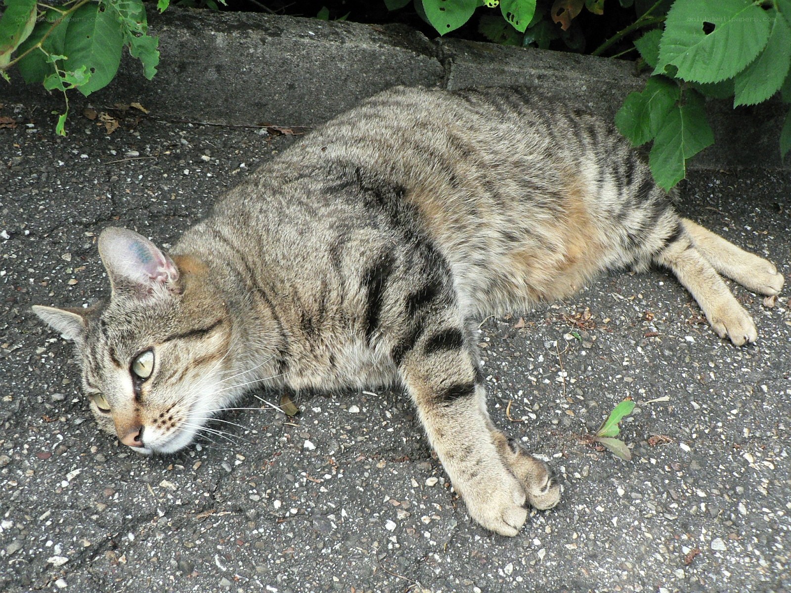 tabby cat resting on pavement