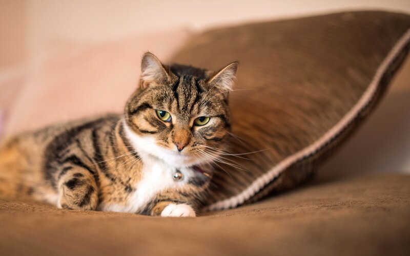 tabby cat resting on pillow