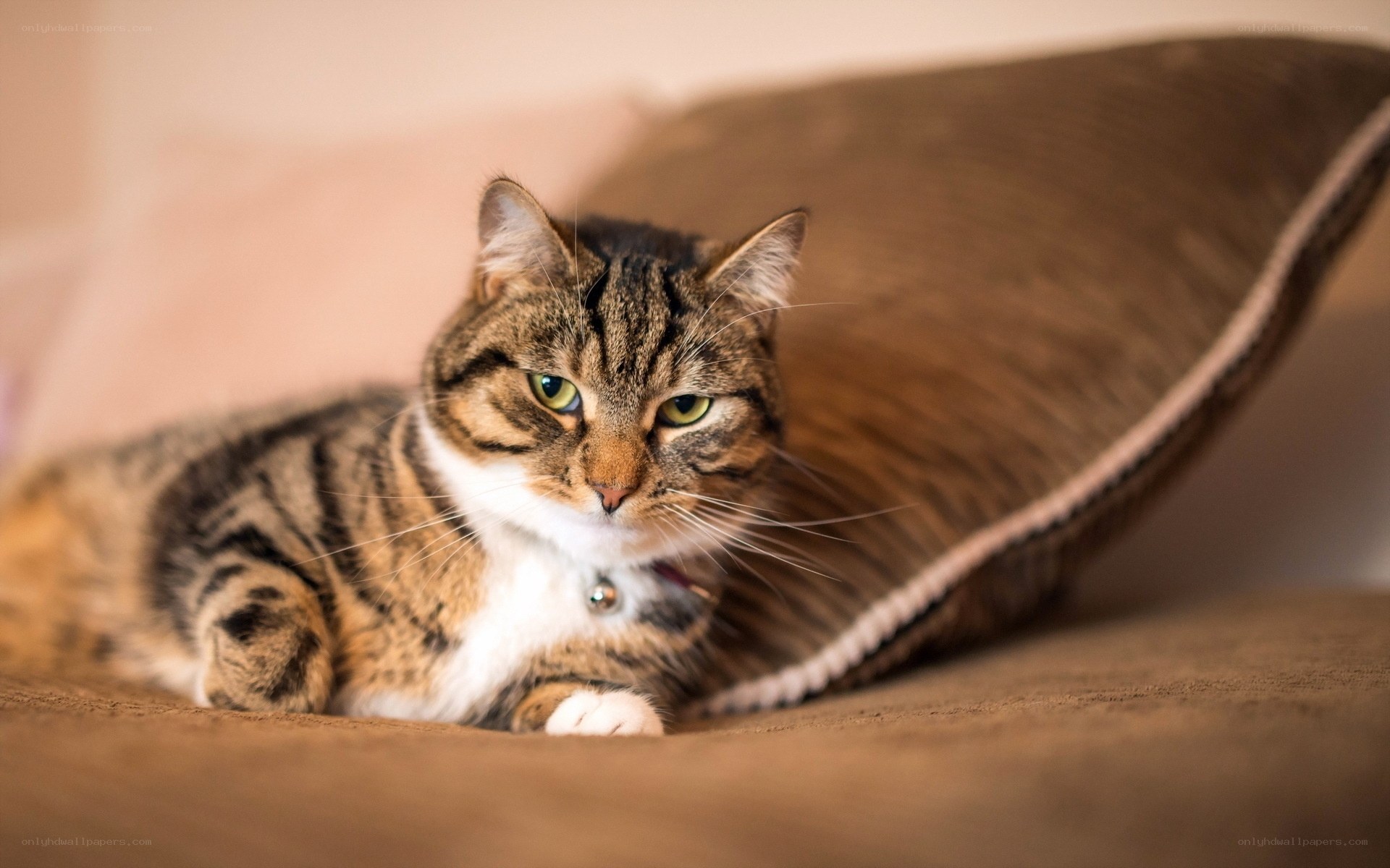 tabby cat resting on pillow