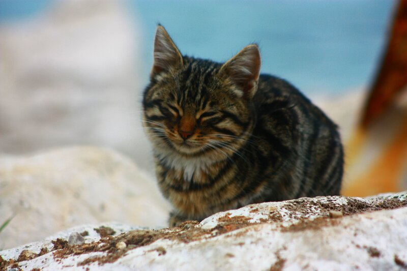 Tabby cat resting on rocks