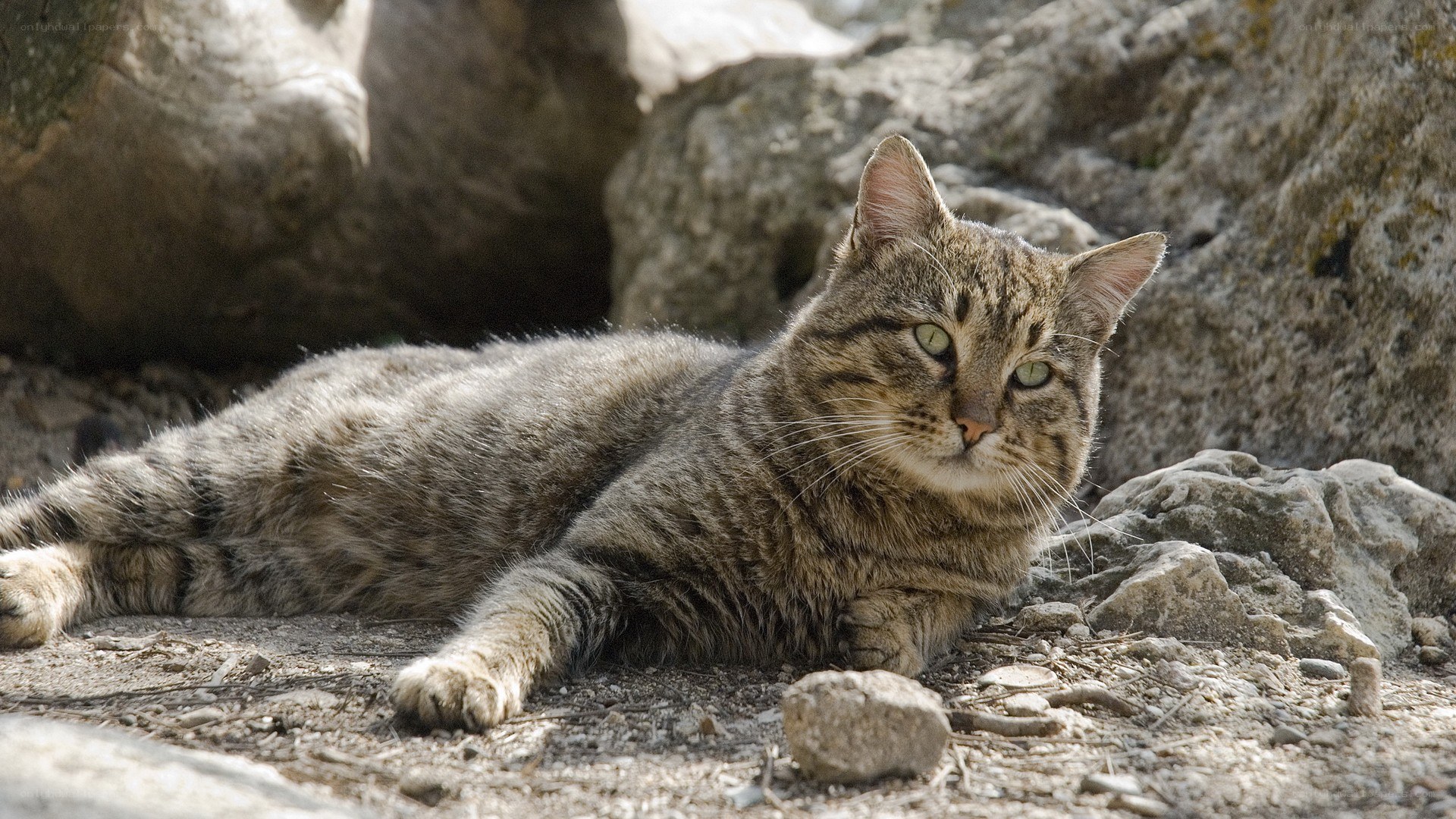 tabby cat resting on rocks