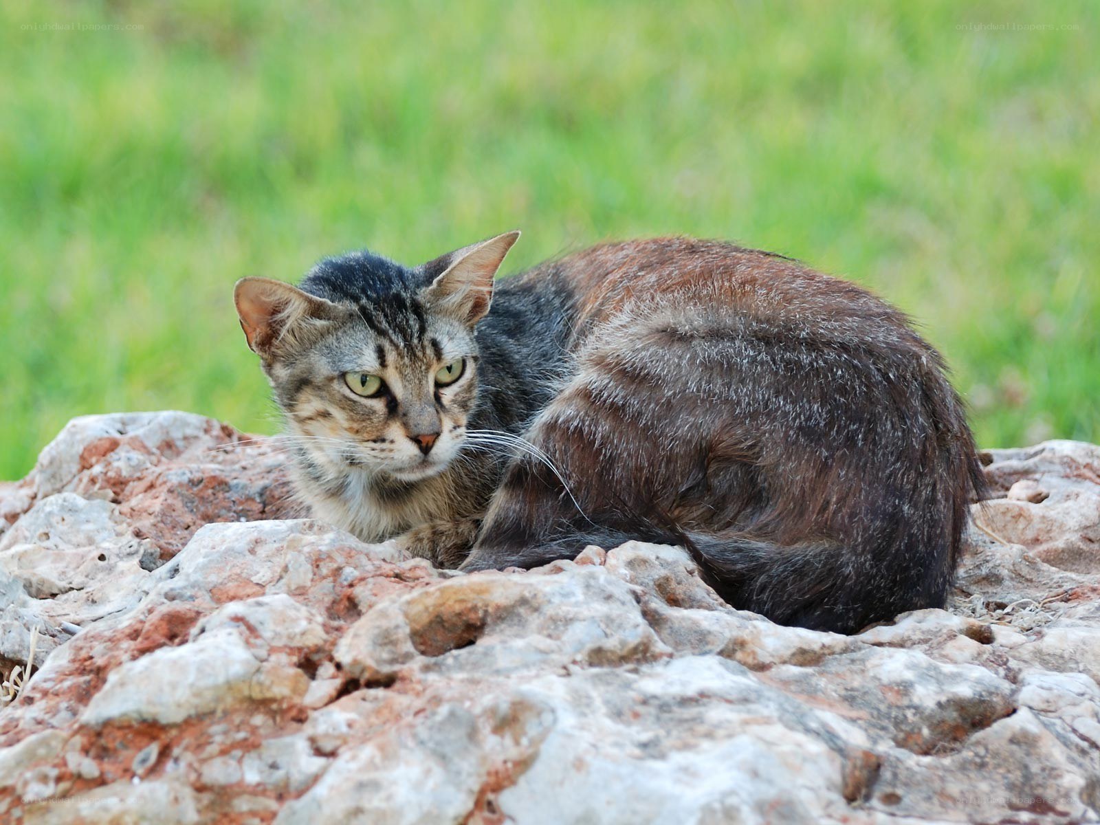 Tabby cat resting on rocks