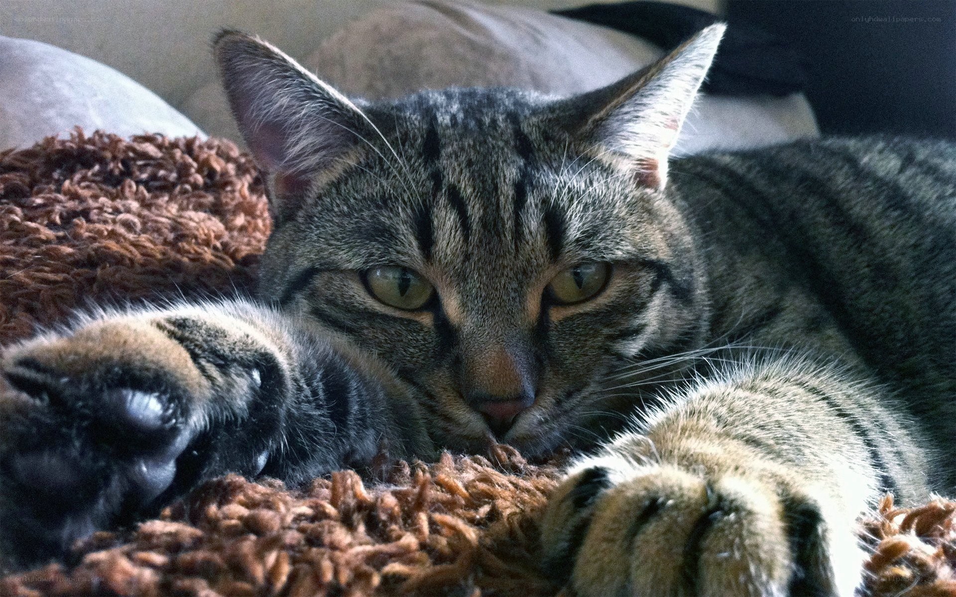 tabby cat resting on rug