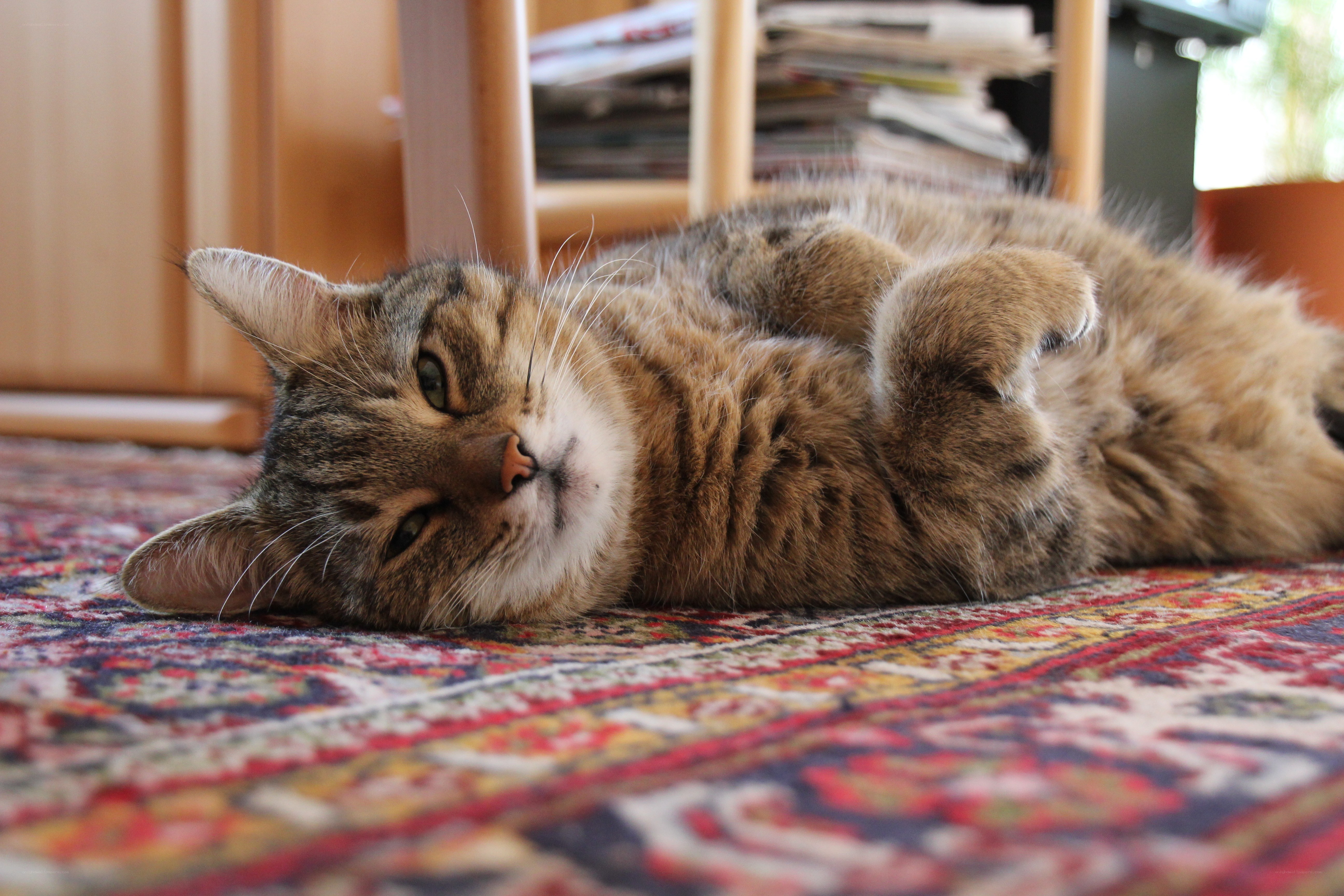 Tabby cat resting on rug