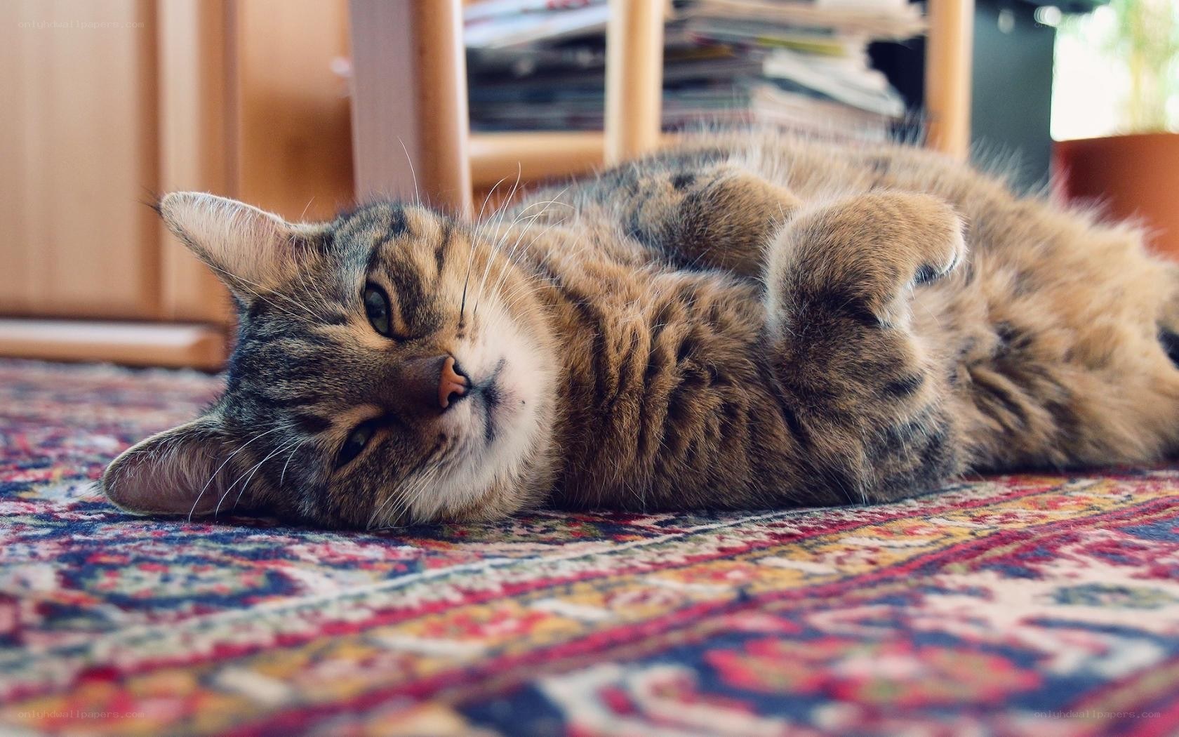 tabby cat resting on rug