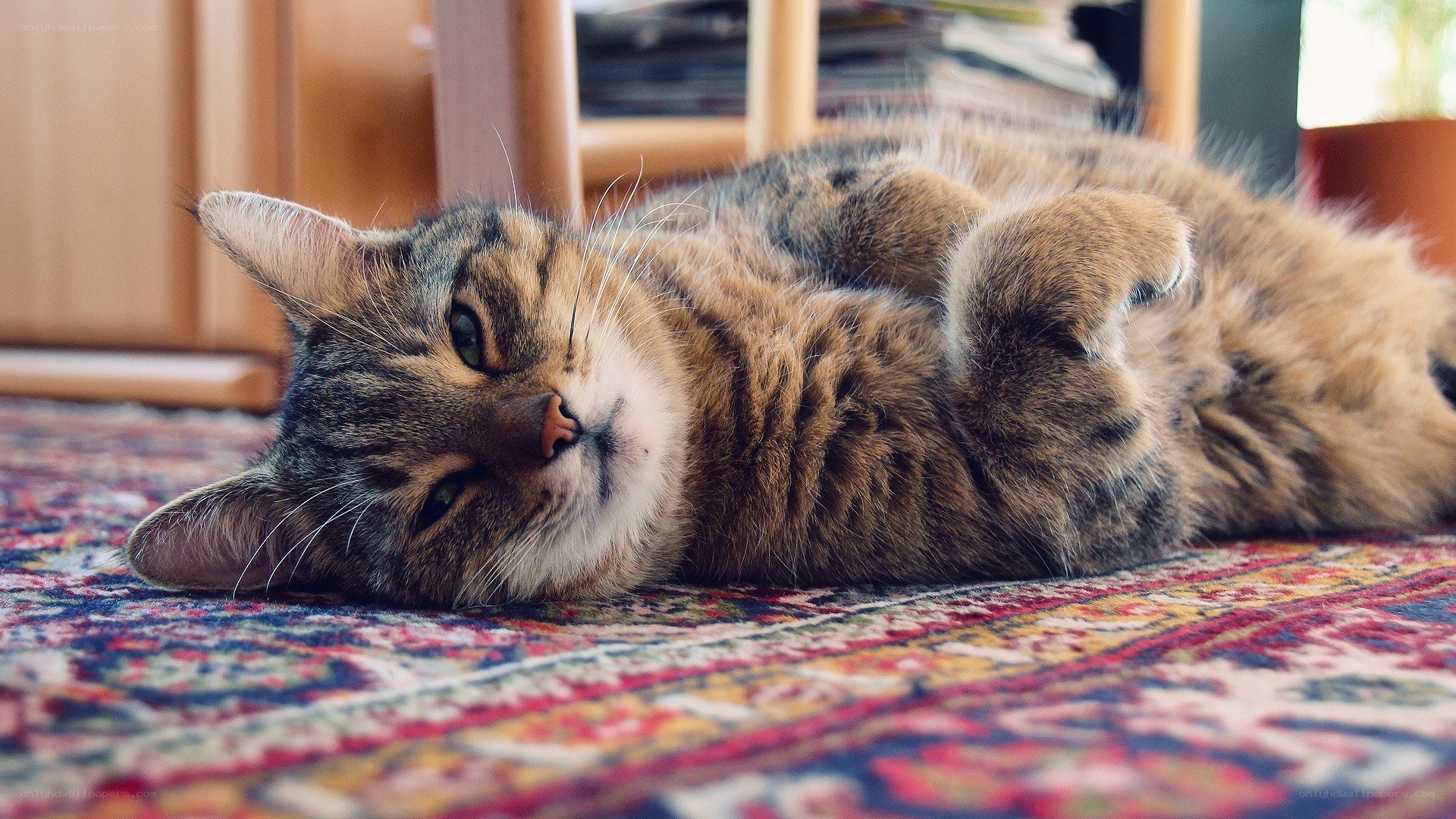 tabby cat resting on rug