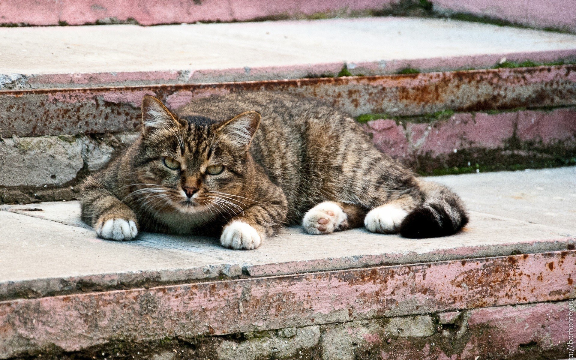Tabby cat resting on steps