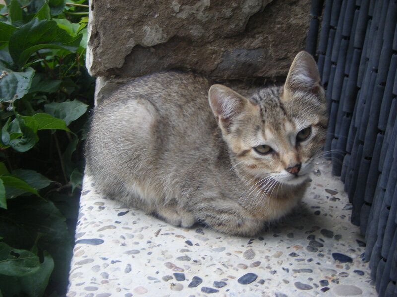 Tabby cat resting on stone