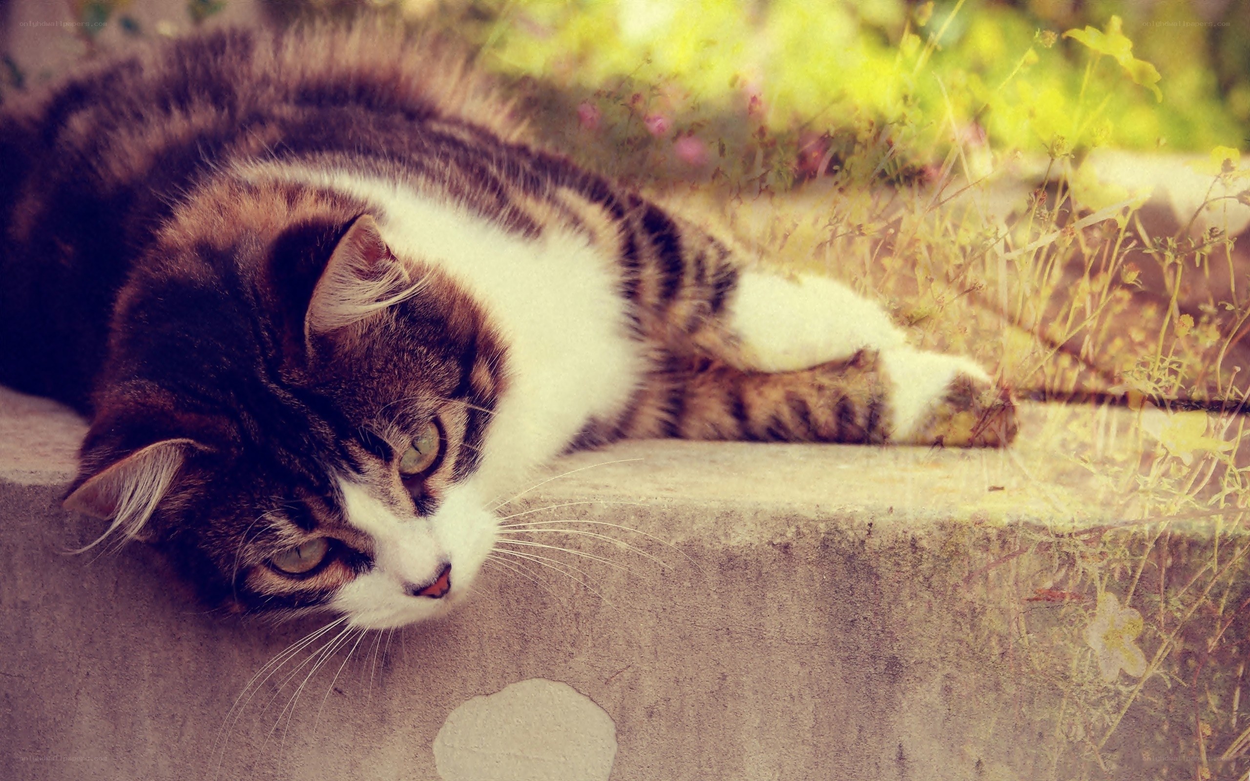tabby cat resting on stone