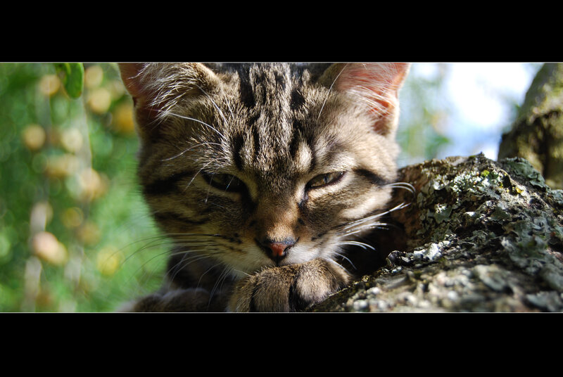 Tabby cat resting on tree