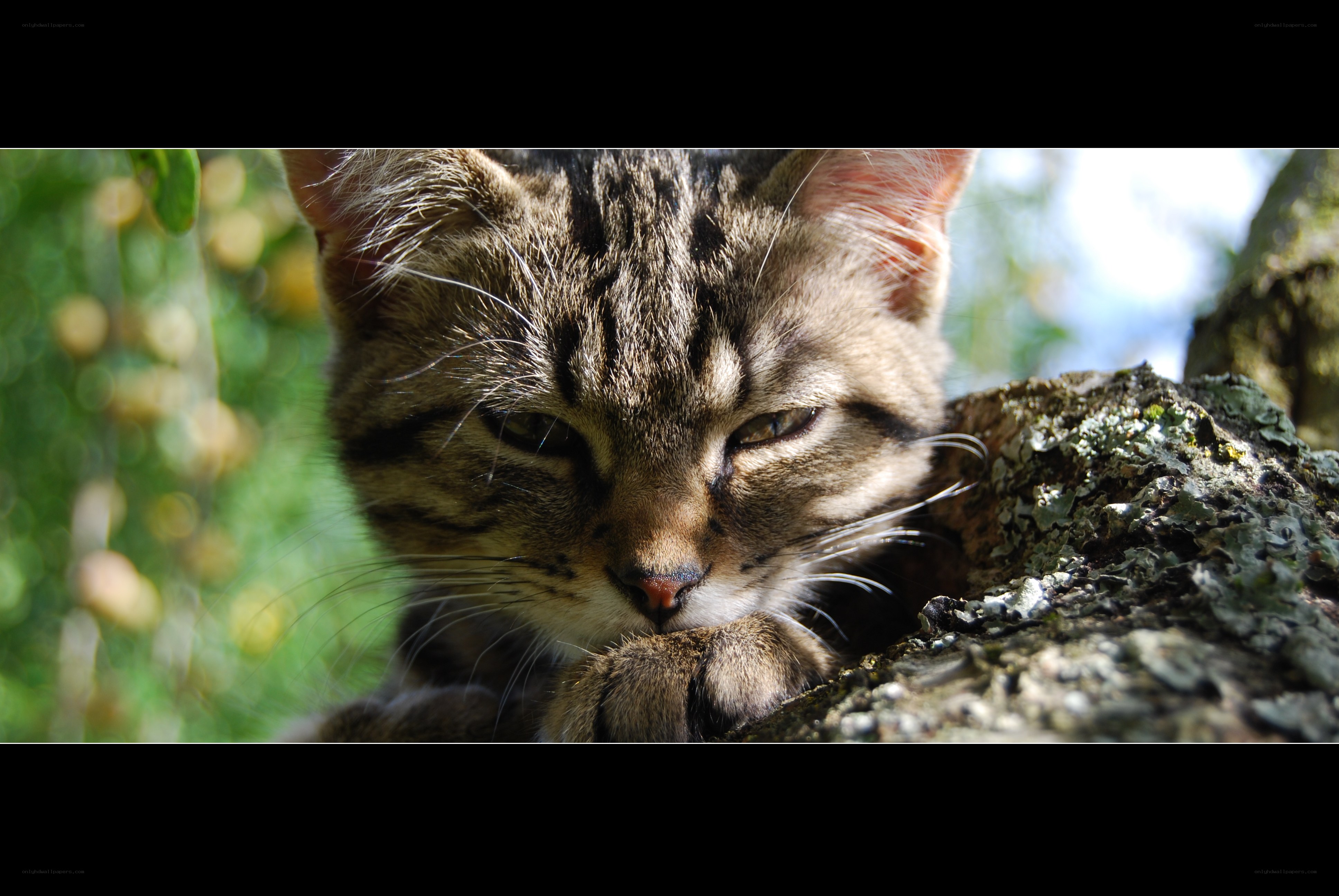 Tabby cat resting on tree