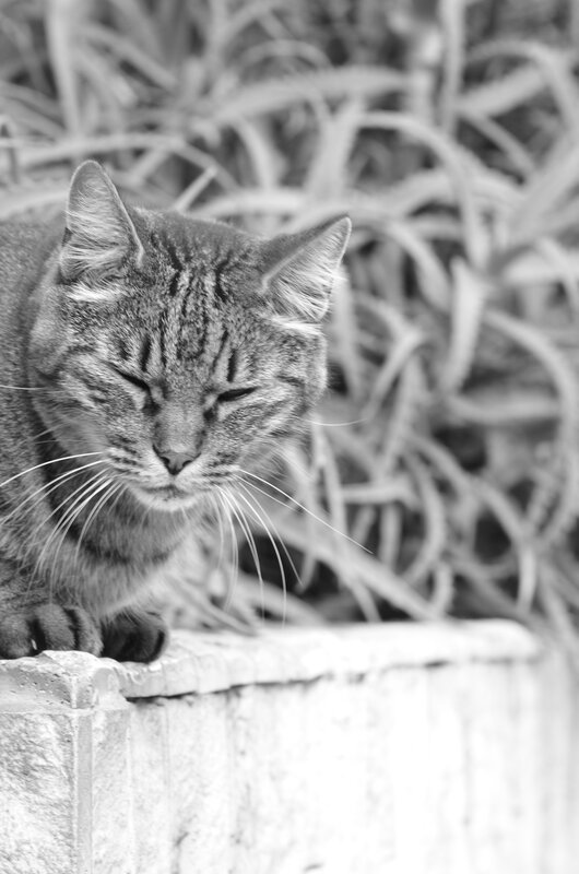 Tabby cat resting on wall