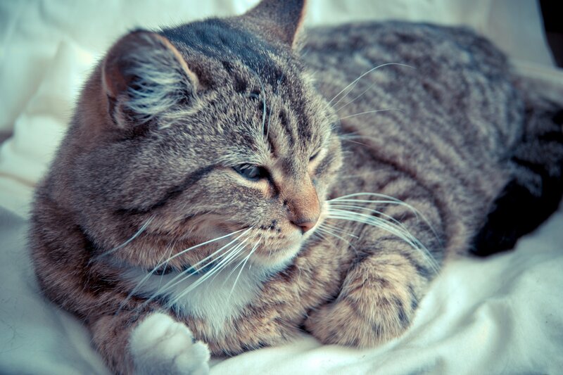tabby cat resting on white blanket