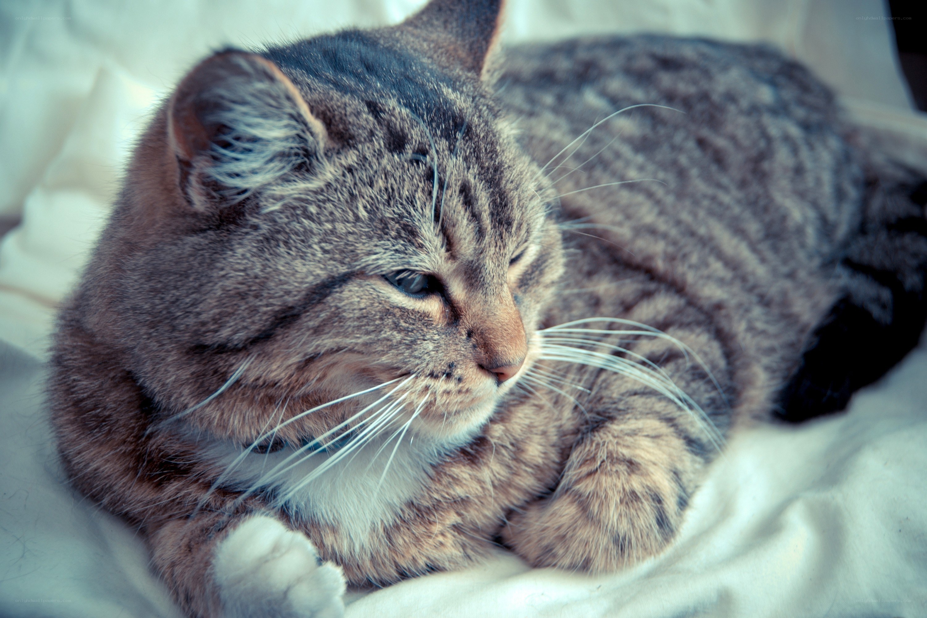 tabby cat resting on white blanket