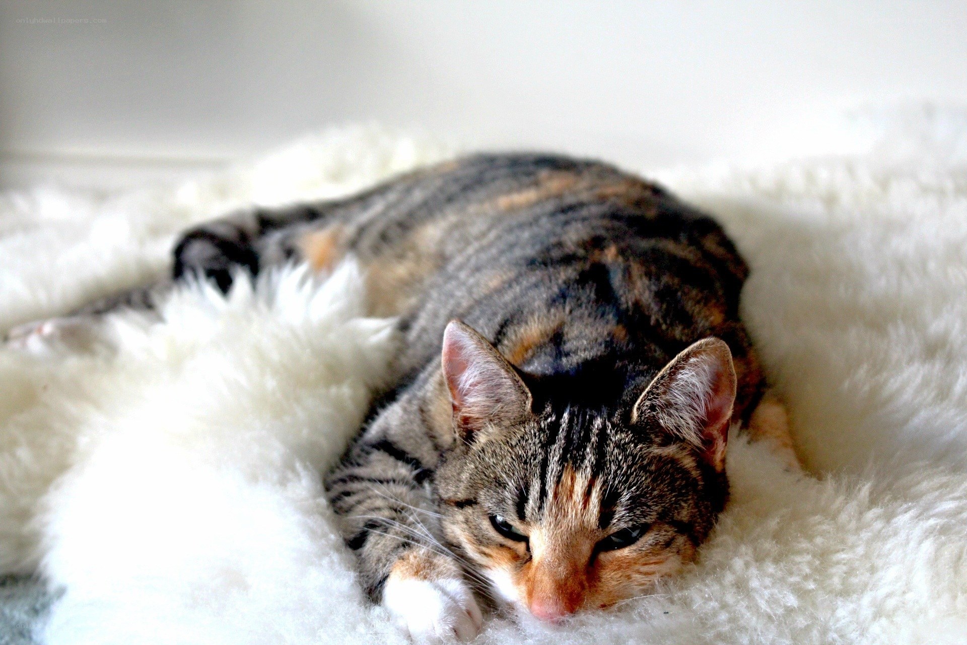 tabby cat resting on white rug