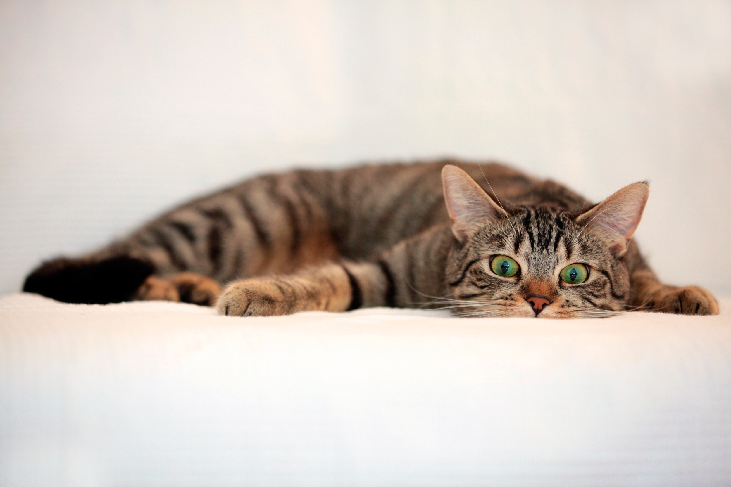 tabby cat resting on white surface