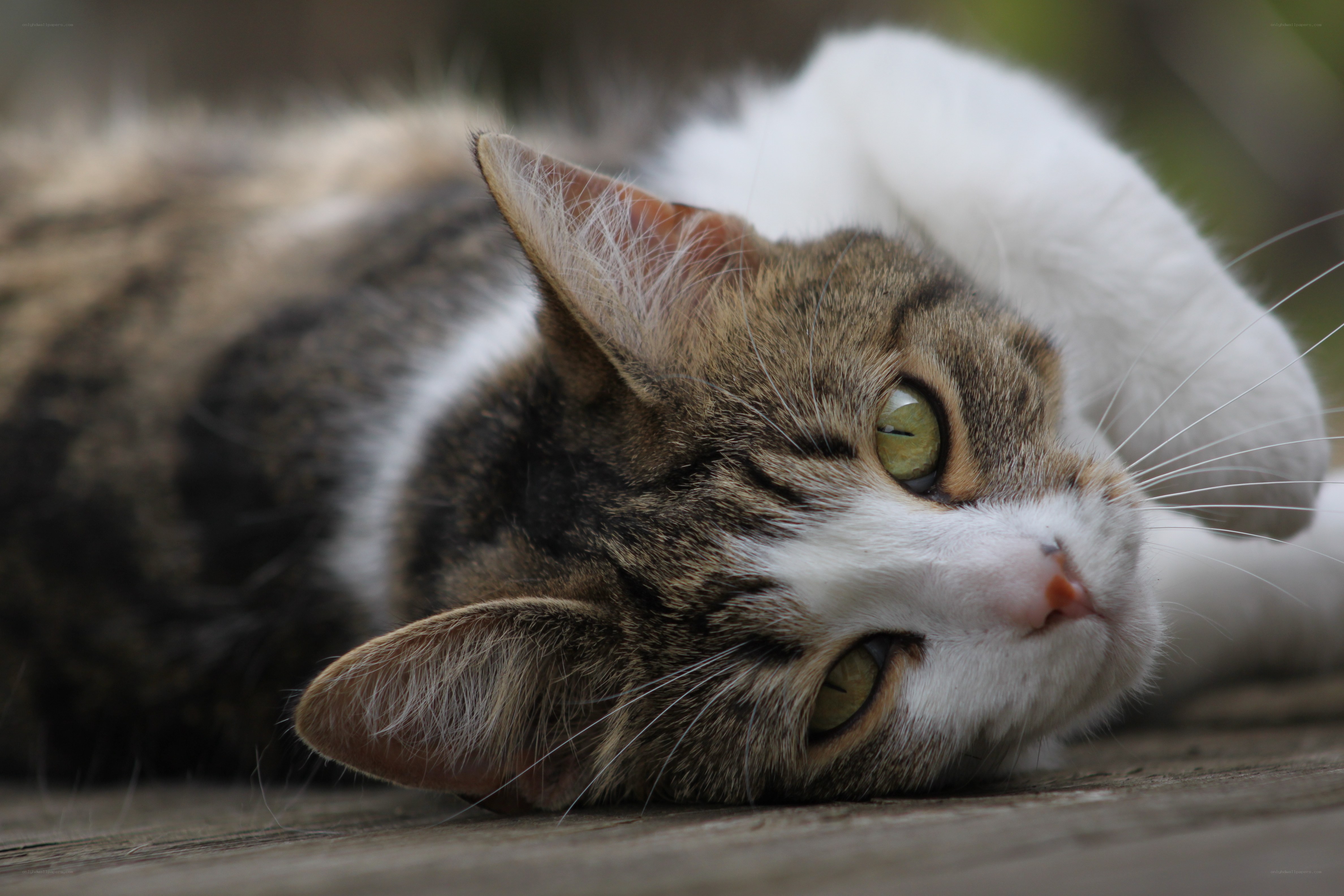 tabby cat resting on wood