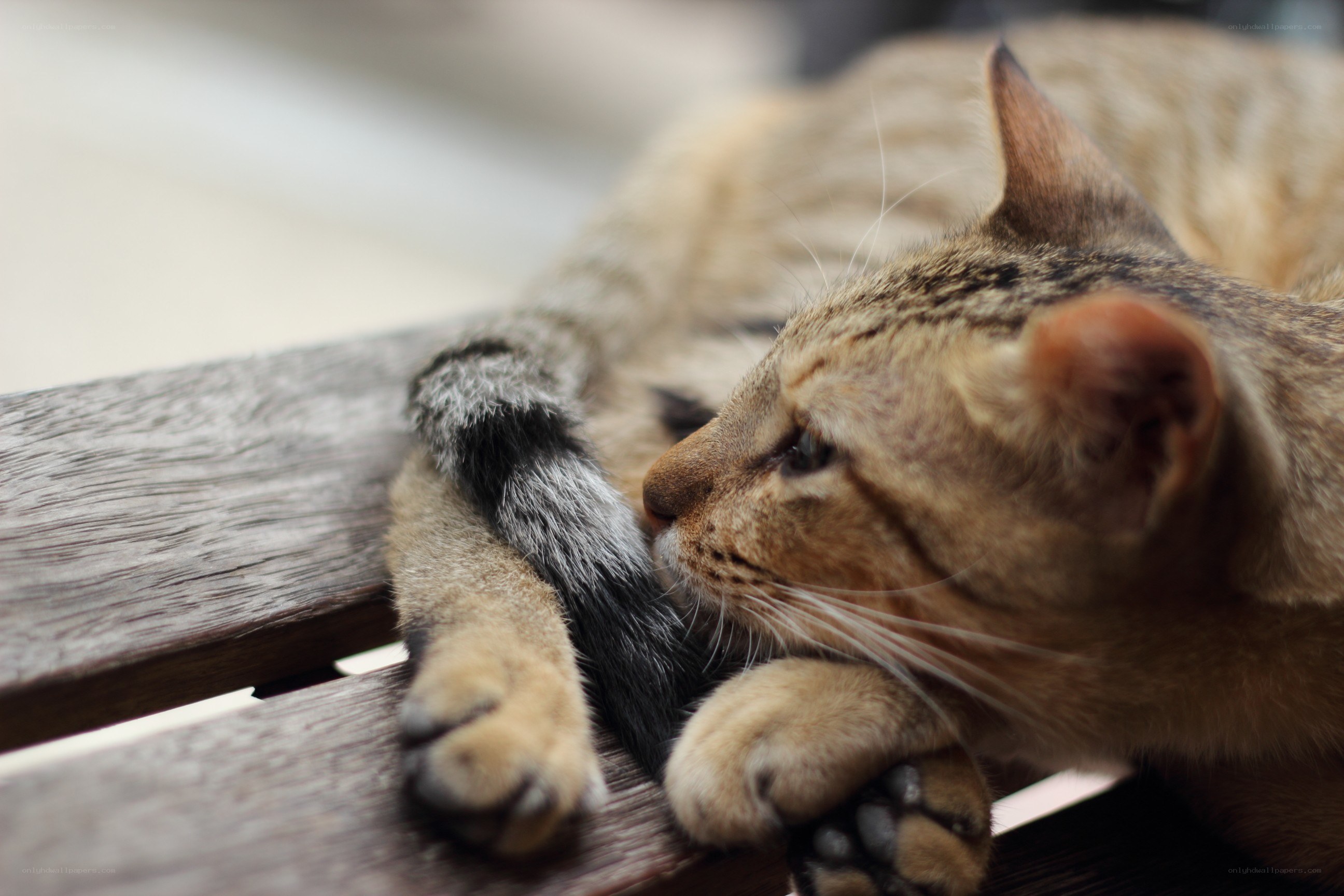 tabby cat resting on wood