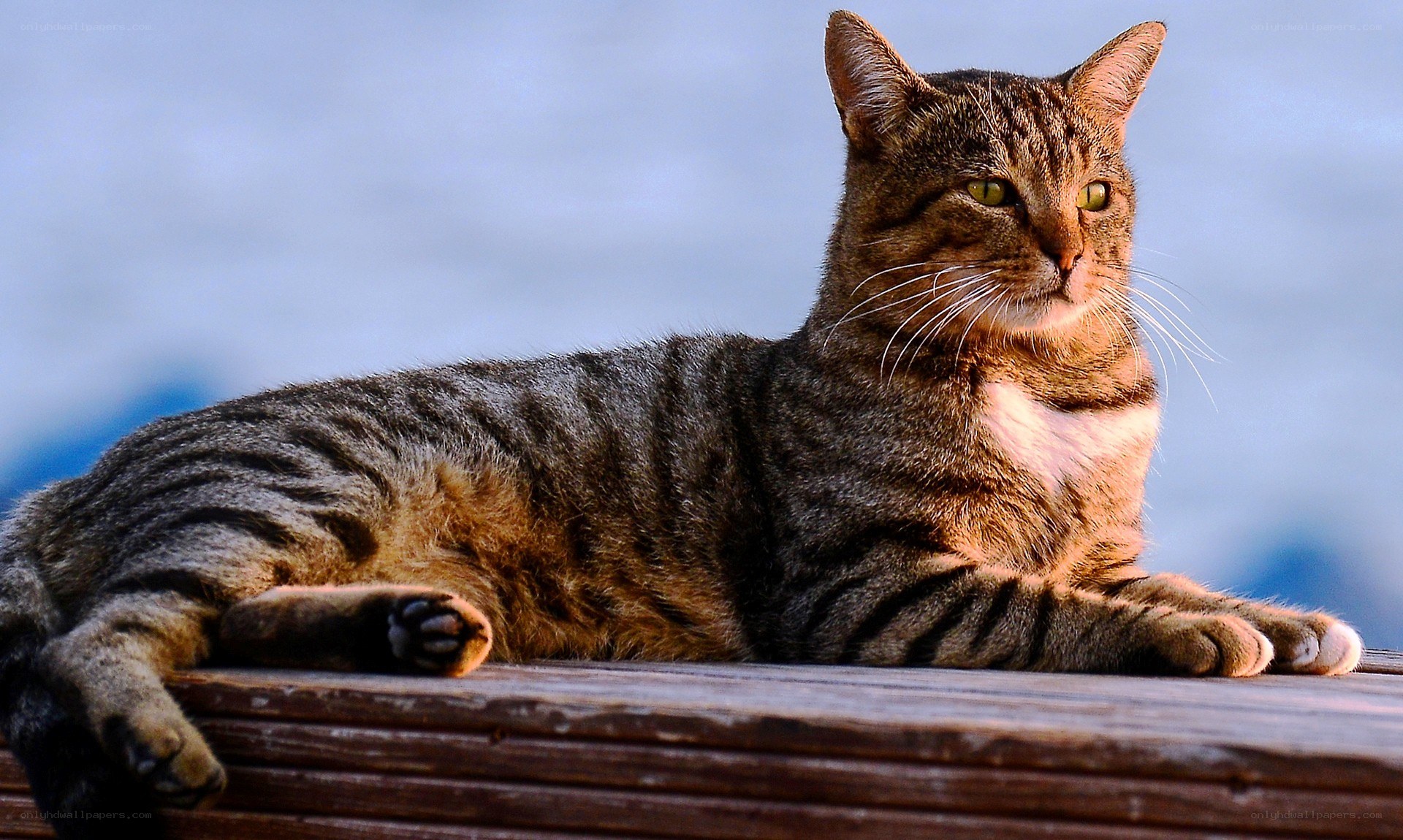 Tabby cat resting on wood
