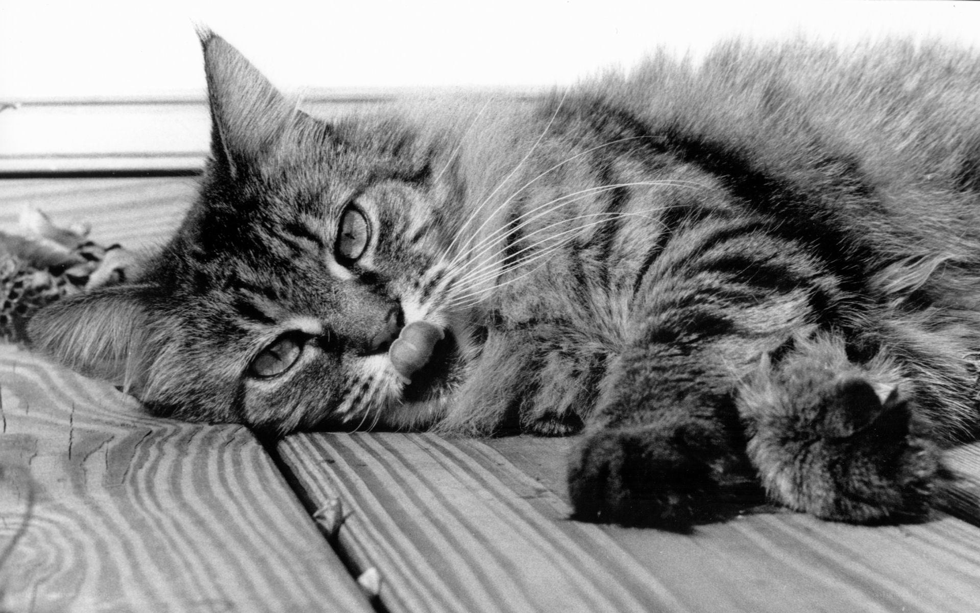tabby cat resting on wood