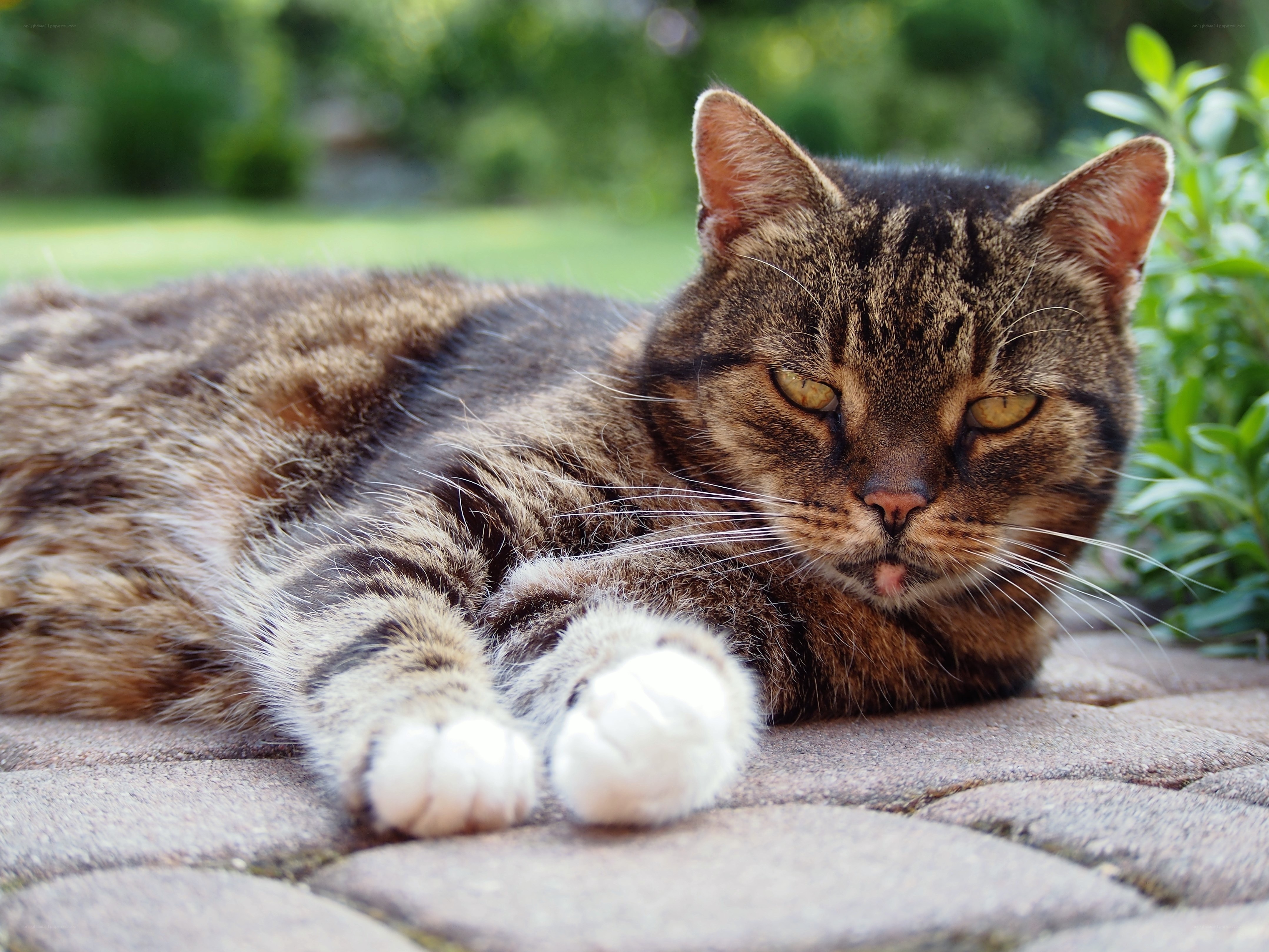 Tabby cat resting outdoors