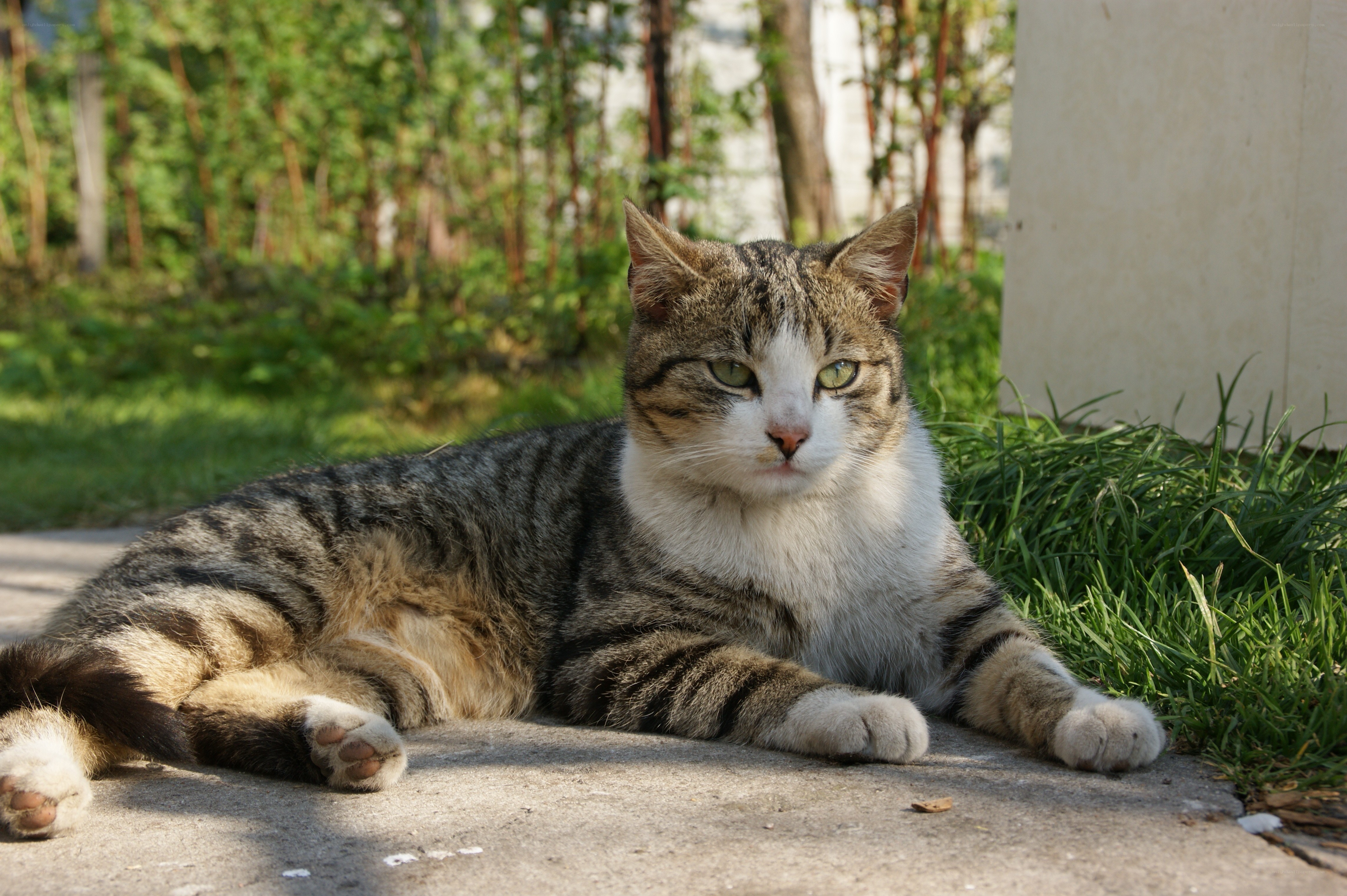 Tabby cat resting outdoors