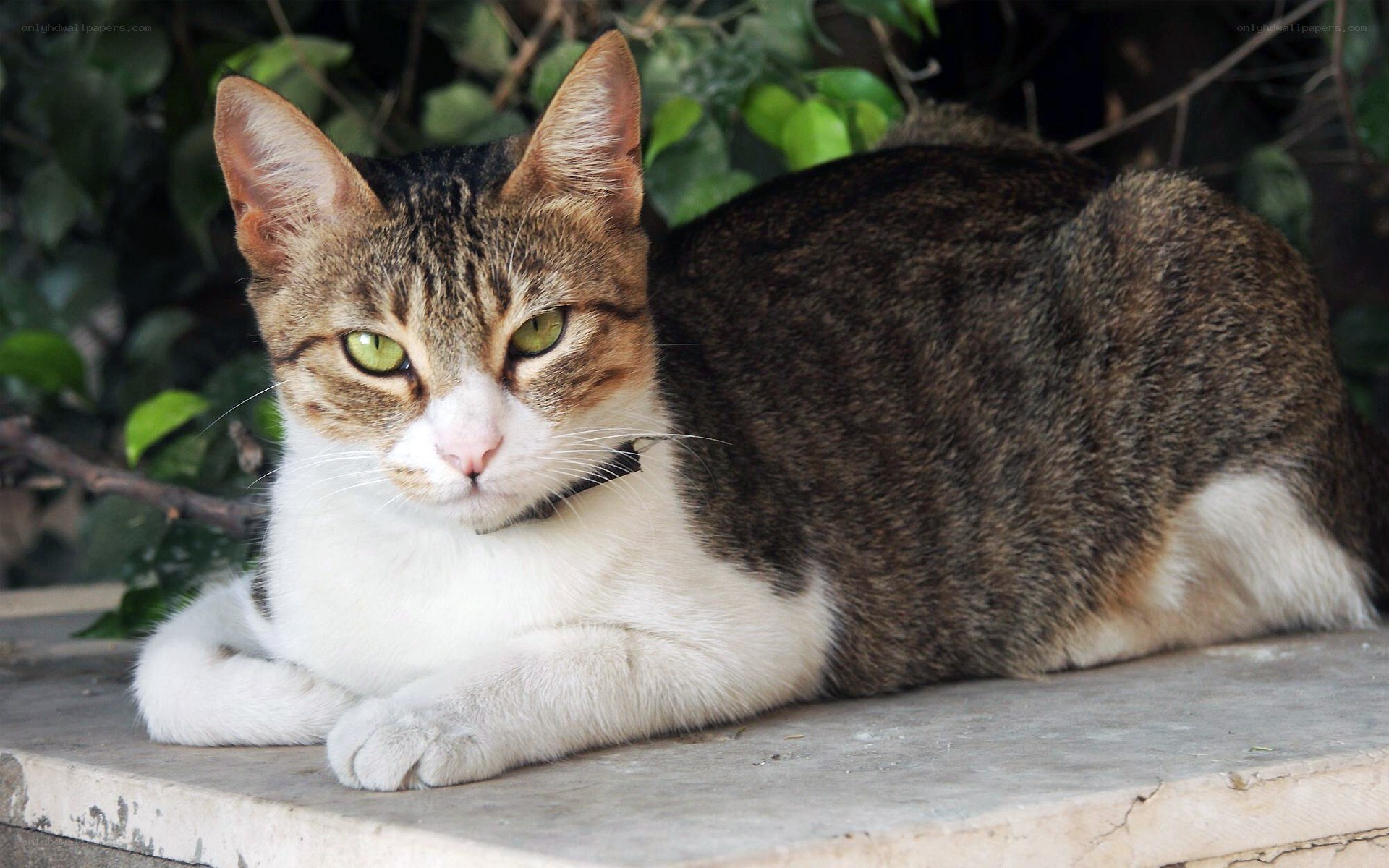 tabby cat resting outdoors