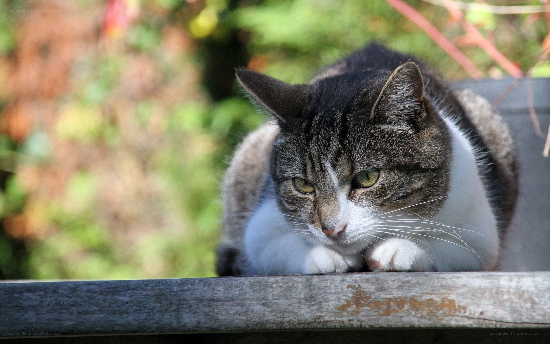 tabby cat resting outdoors