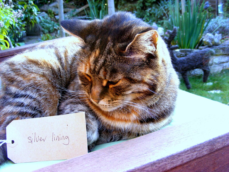 tabby cat resting outdoors