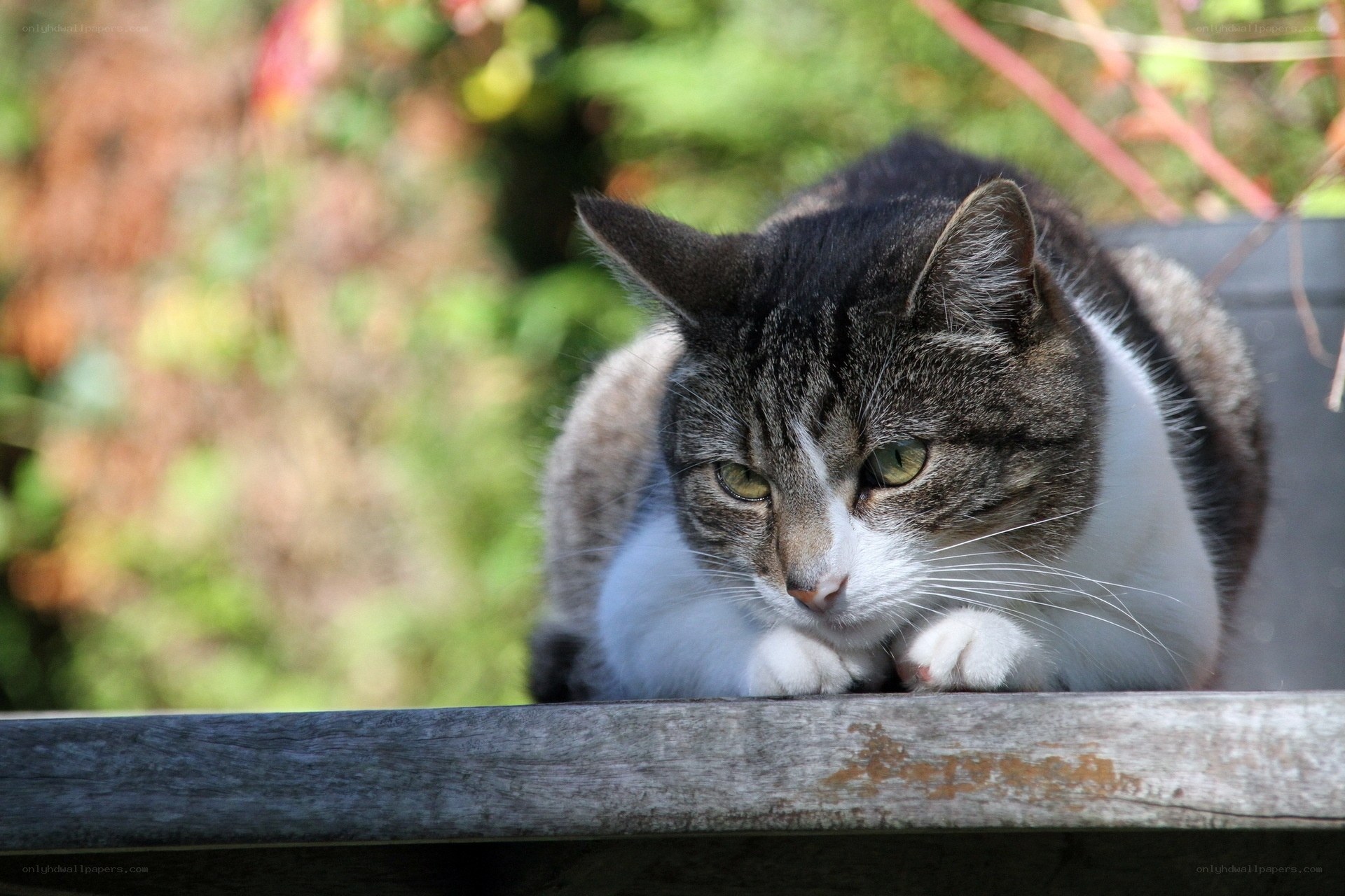 tabby cat resting outdoors