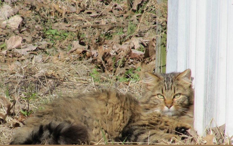 Tabby cat resting outside